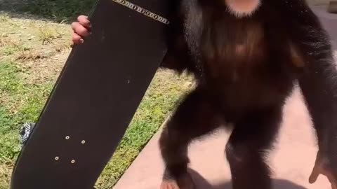 skateboarding monkey