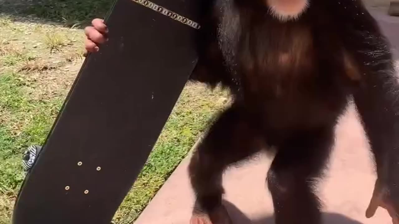 skateboarding monkey