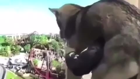 TRY NOT TO LAUGH 😆 Best Funny Videos Compilation 😂😁😆