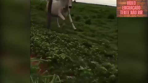 TRY NAO RIR IMPOSSIVEL videos engracados