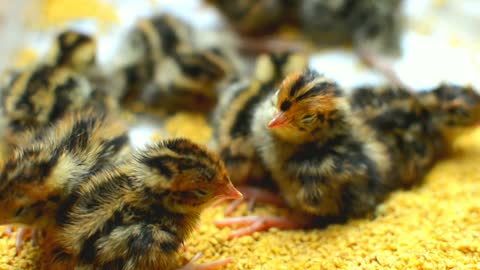 Little African Chicks With Mother