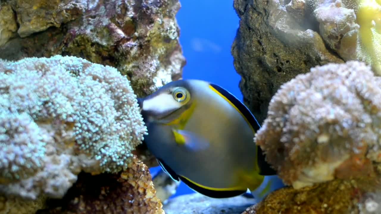 BEAUTY OF UNDERWATER WORLD SEALIFE VIDEO #22