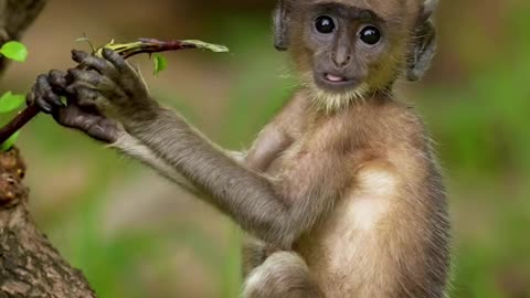 Wildlife