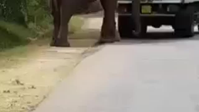 Wild elephant helped to drive to start the lorry