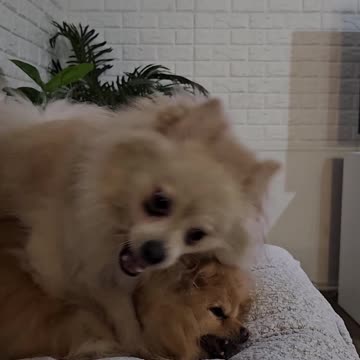 🐾 Pawesome Pom Playtime! 🐾