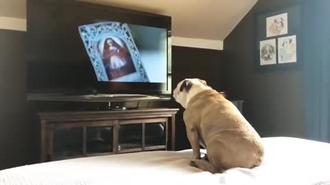 Reaction of bulldog to Nun.