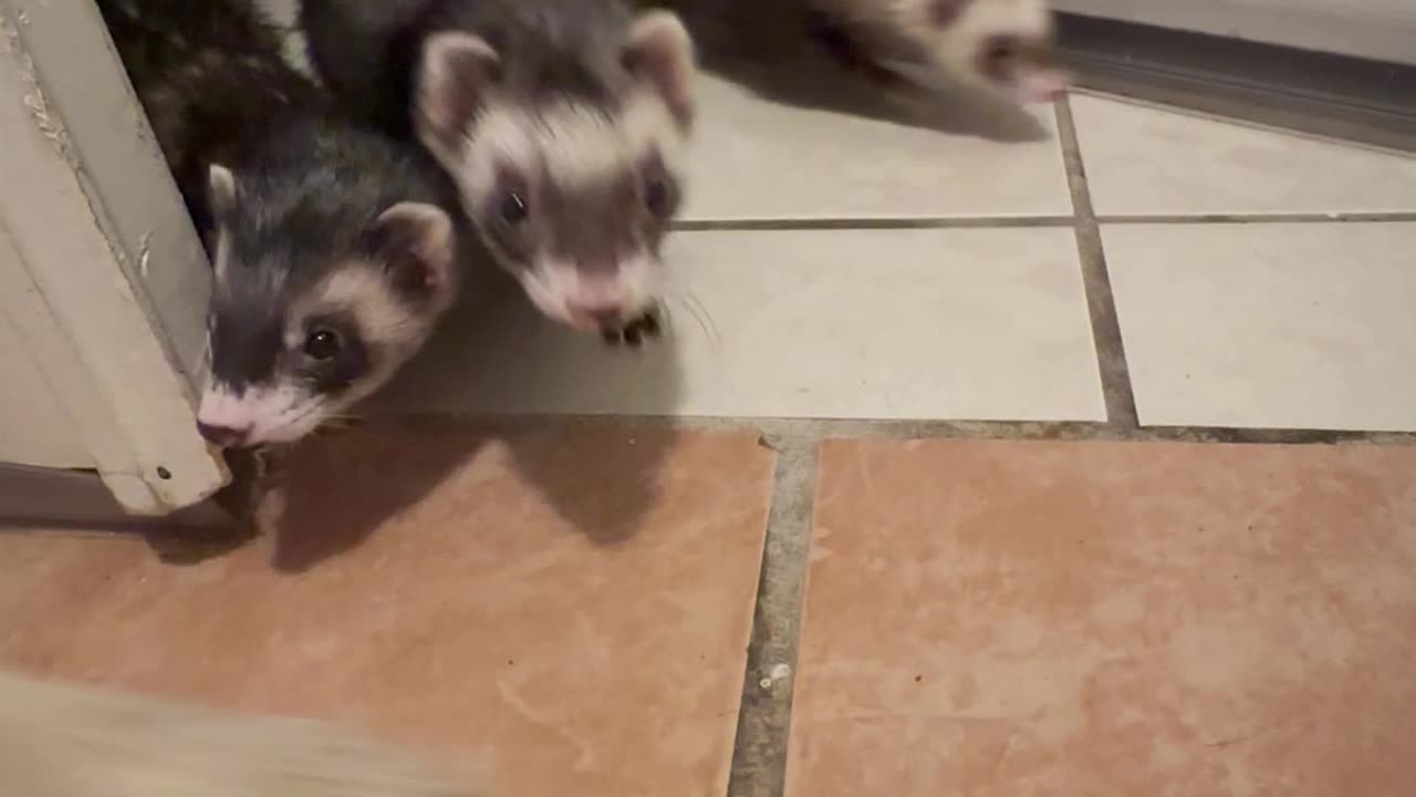 Opening Door Releases Ferret Army