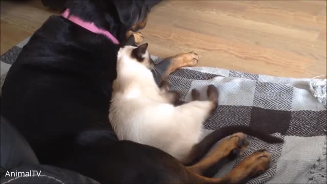 The Siamese kittens Playing