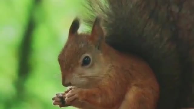 squirrel cute beautiful video