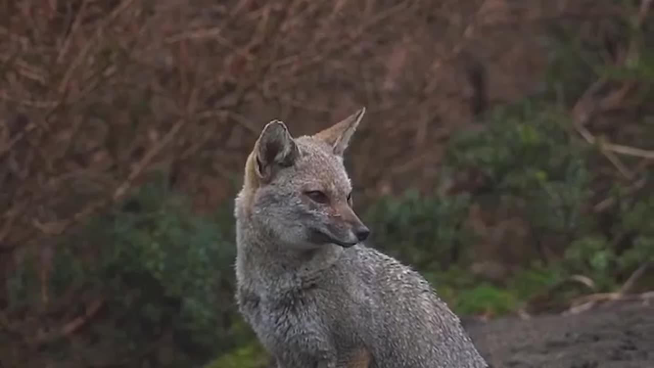 Beautiful jackal