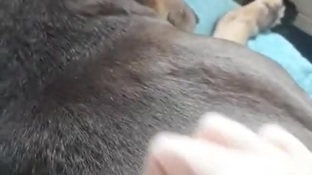 ASMR Dog Massage