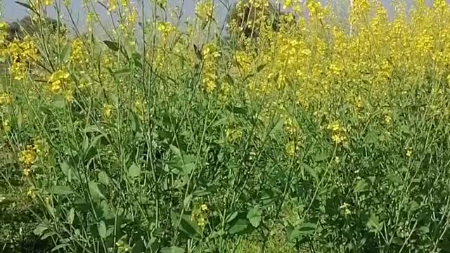 Village Beauty