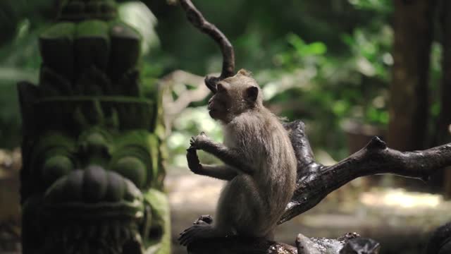 A Little Monkey Sitting on a Tree Branch