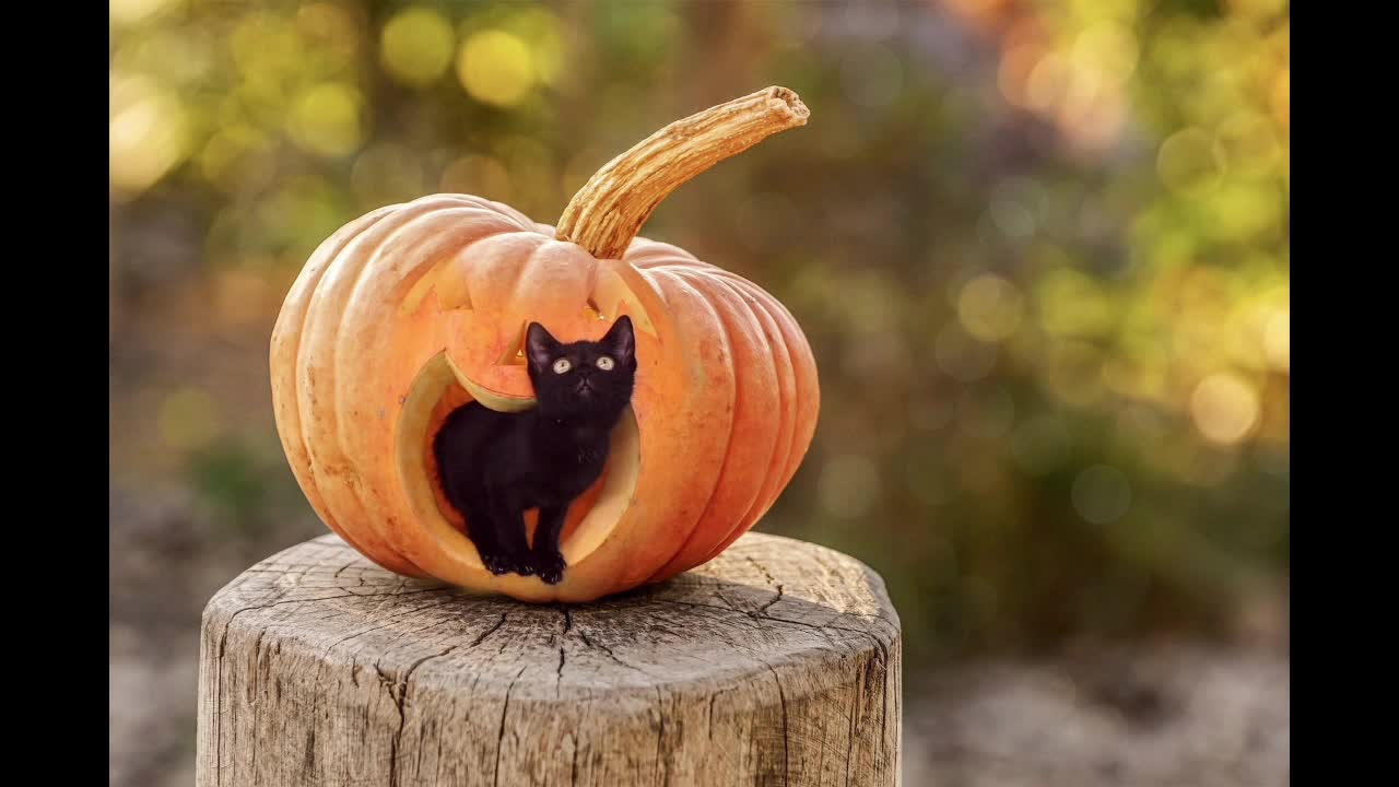 Cute little black cat playing