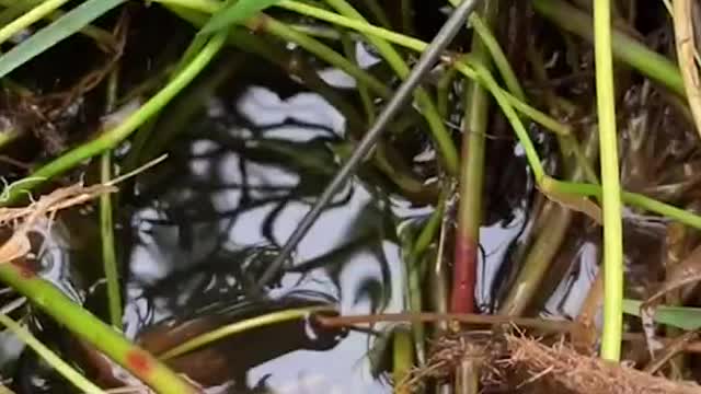 #Shorts Unique Fishing 🧐 Catching Yellow Monster Eel Fish From Under Deep Mud #41
