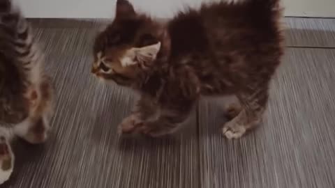 Funny cats birthday dance videos 😂😁 so amazing movements