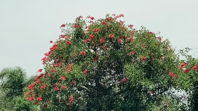 On the road, Rio Grande do Sul.