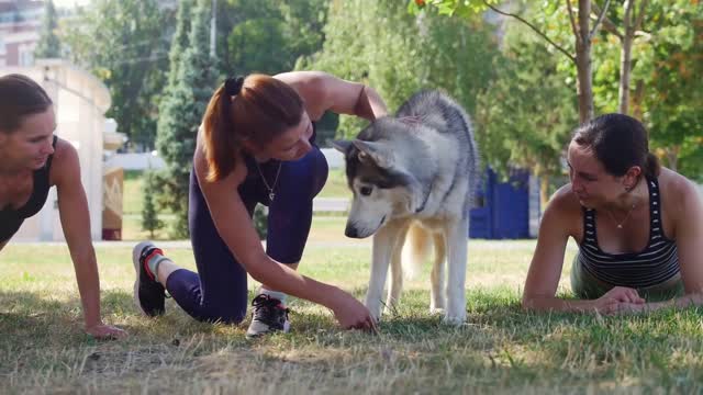 Easy ways to train a dog