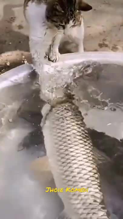 A cat who intends to help a drowning fish really has a good heart