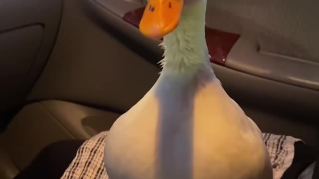 Duck fights to drink cold water .