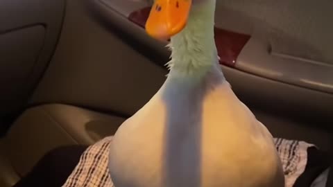 Duck fights to drink cold water .