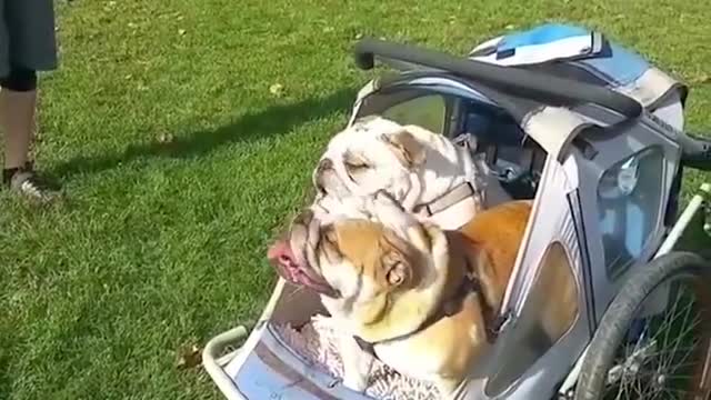 Funny and Cute Bulldogs