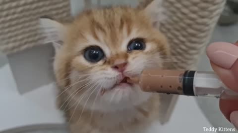 The kitten meows too cute