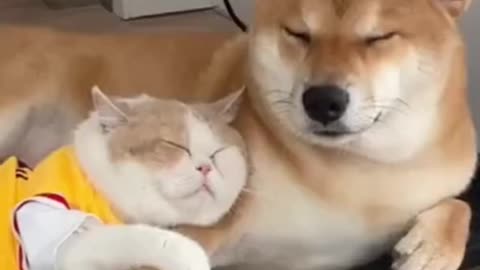 Cats and dogs video