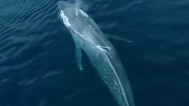 Blue Whale swim to the Boat and the size is Amazing - The World's Biggest animal - Whale