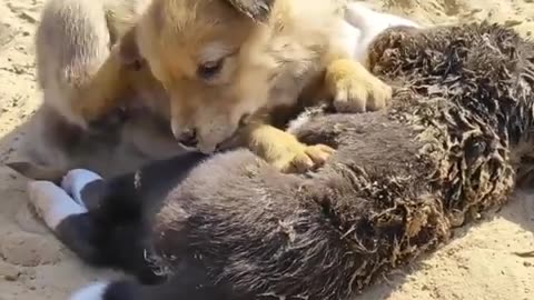 The Puppy Is Still Lying In The Middle Of The Hot Sun, Next To The Puppy