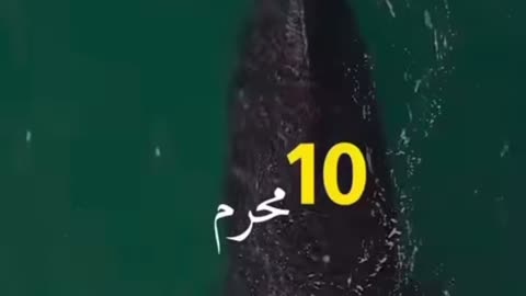 10 muharam 🥲