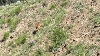 Baby Bison Struggling Uphill Makes it to the Top