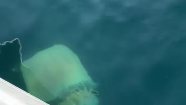 Jellyfish are swimming in the sea
