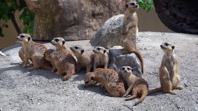 Funny animals, animals playing