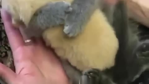 Animal funny