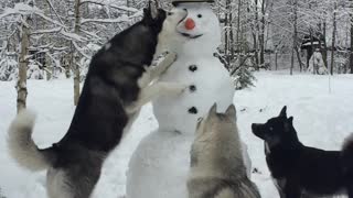 Husky Steals Snowman's Carrot