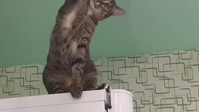 Funny Cat in trouble