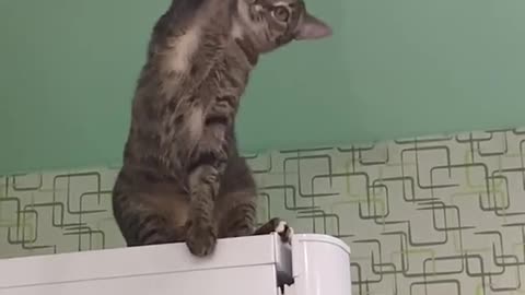 Funny Cat in trouble