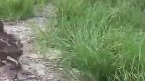 The rate that stands still in the presence of the dog