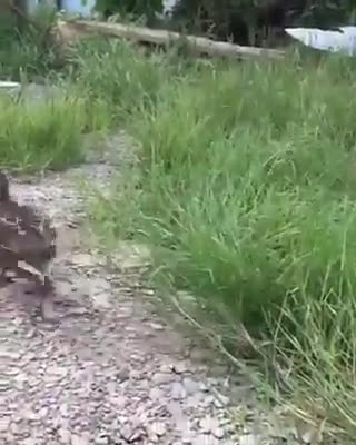 The rate that stands still in the presence of the dog