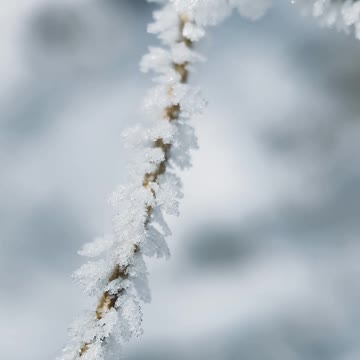 Nature Video Clips # - 24