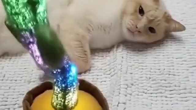 The flame is shining, and the flame is shining. Any of my disciples funny animal