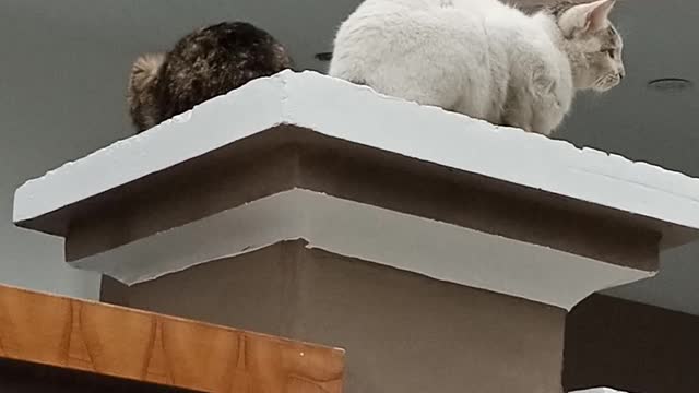 Cats rests