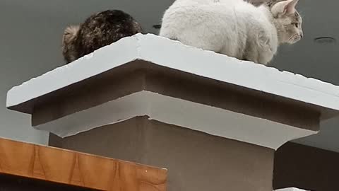 Cats rests