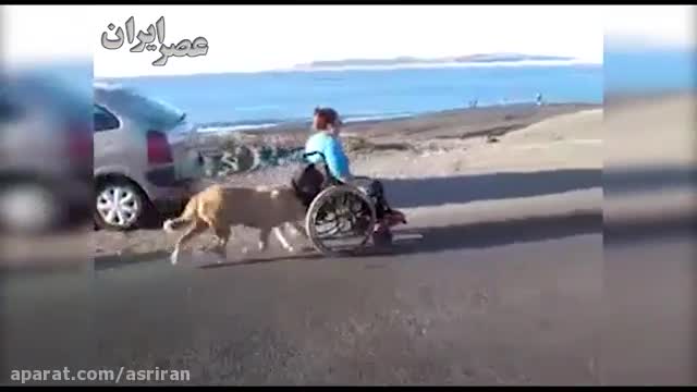 Dog helps push his disabled owner in his wheelchair