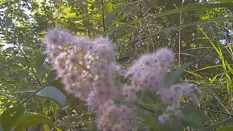 Spiraea salicifolia