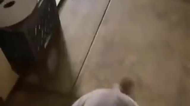 Sometimes dogs have their Scooby-Doo moments