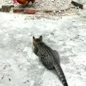 Cute Cat video watch