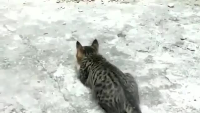 Cute Cat video watch