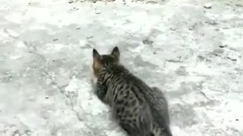 Cute Cat video watch